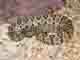 Crotalus enyo