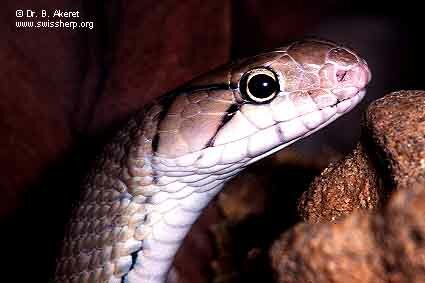 Elaphe Radiata