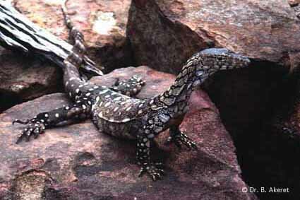 http://www.swissherp.org/Reptiles/Varanidae/V_giganteus.jpg