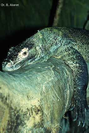http://www.swissherp.org/Reptiles/Varanidae/V_komodoensis.jpg